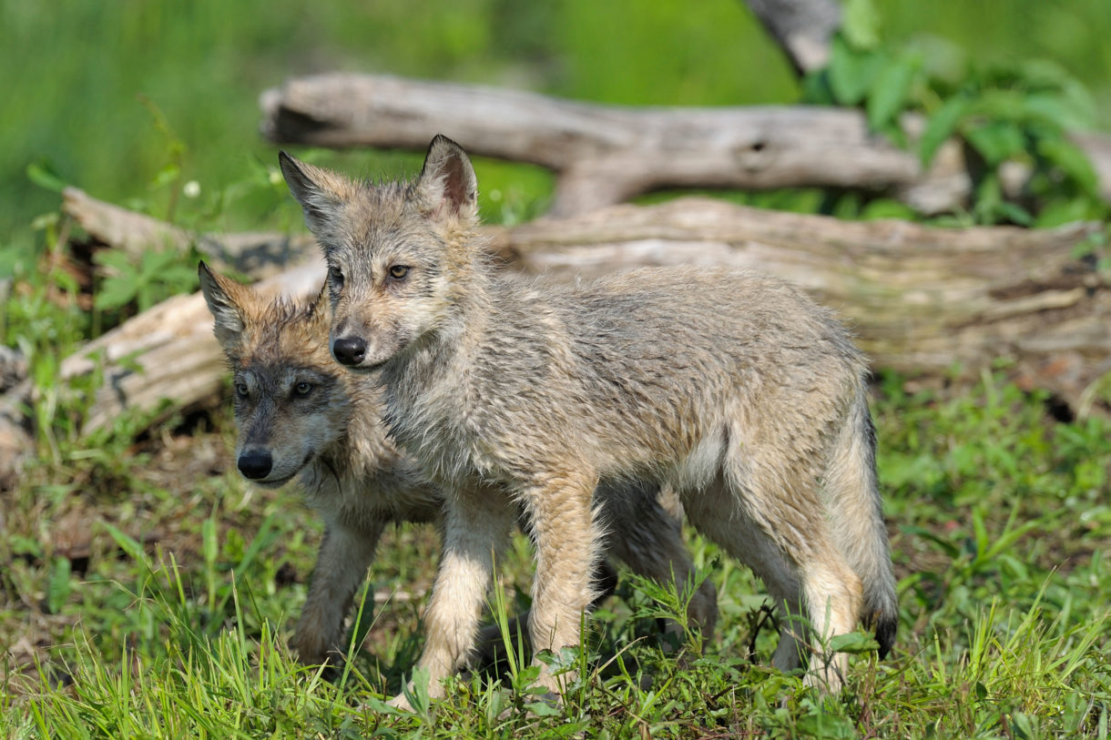 Hibernating Wolves Trump administration wants to reinstate cruel hunting practices in ...