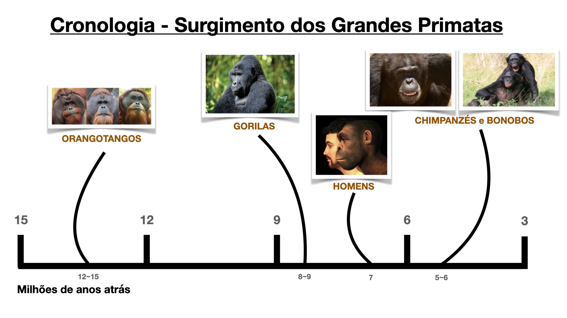Grafico De Evolucao Dos Primatas