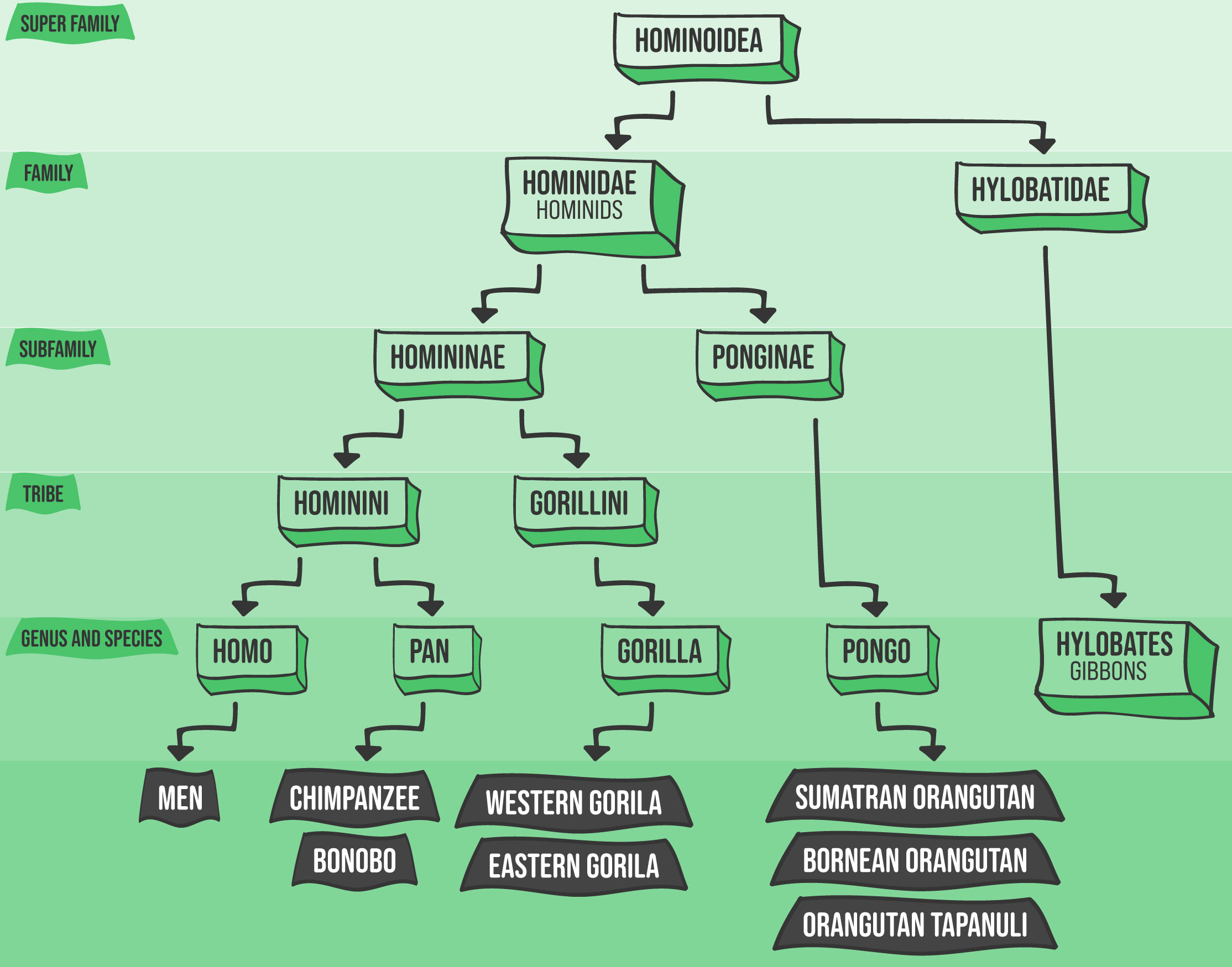 Evolutionary Development - Phylogenesis Evolutionary Development - Phylogenesis