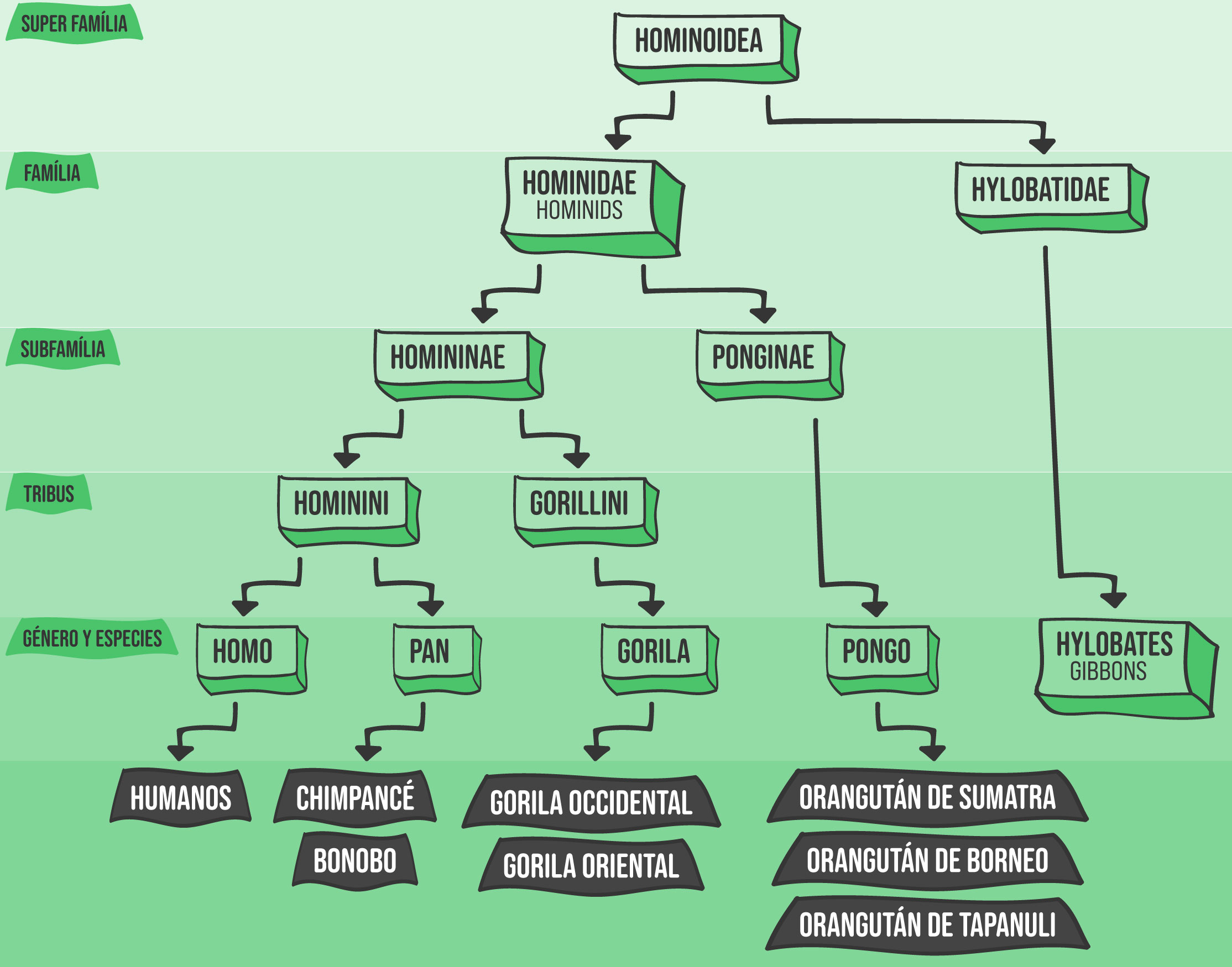 Desenvolvimento Evolutivo - Filogensese Desenvolvimento Evolutivo - Filogensese